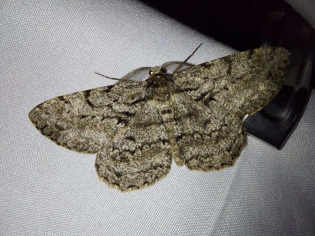 Hypomecis roboraria - nagy tölgyfaaraszoló