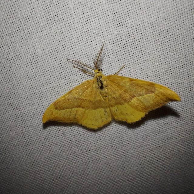 Watsonalla cultraria - bükkfa-sarlósszövő