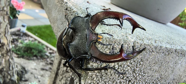 Lucanus cervus - nagy szarvasbogár
