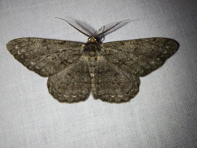Hypomecis roboraria - nagy tölgyfaaraszoló