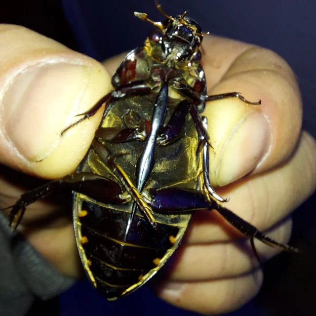 Hydrophilus piceus - közönséges óriáscsibor