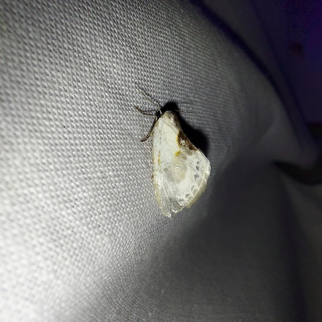 Cilix glaucata - törpe sarlósszövő