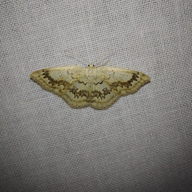 Cyclophora annularia - gyűrűs pettyesaraszoló