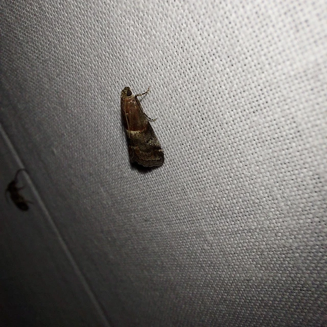 Acrobasis marmorea - márványos karcsúmoly
