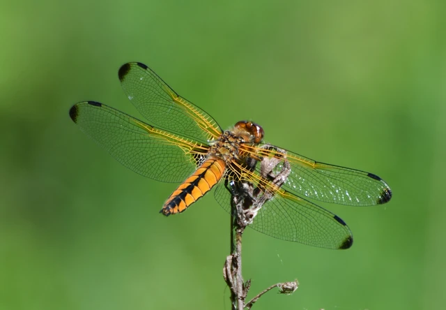 Libellula fulva - kisfoltos laposacsa