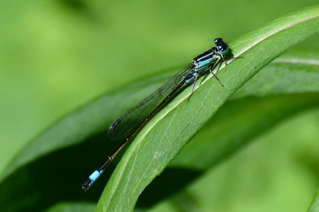 Ischnura elegans pontica - kéköves légivadász