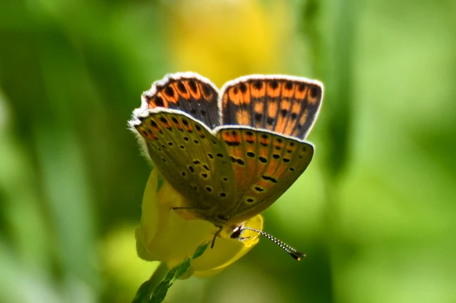 Lycaena tityrus - barna tűzlepke