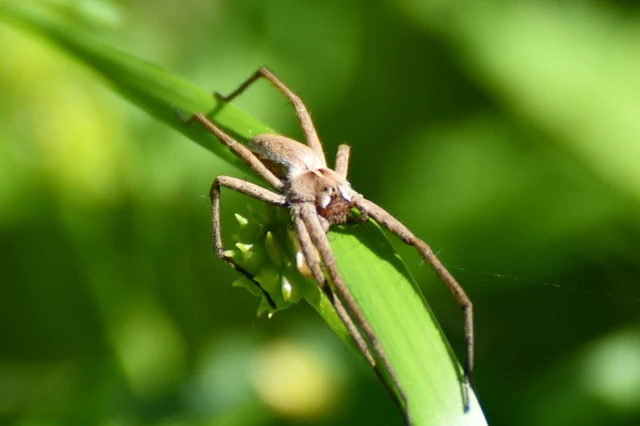 Pisaura mirabilis - csodáspók Pisaura mirabilis - csodáspók
