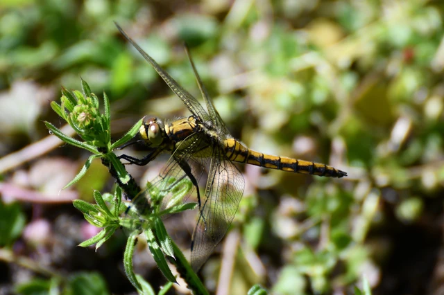 Orthetrum cancellatum - feketefarkú pásztorszitakötő