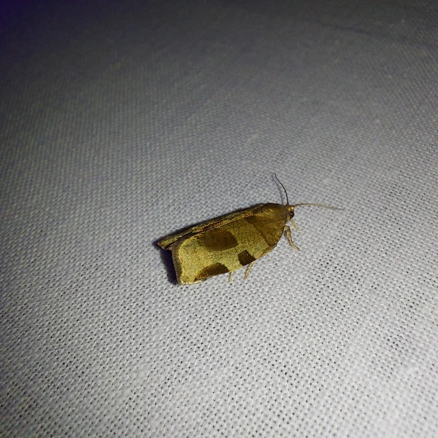 Choristoneura hebenstreitella - mogyoró-sodrómoly