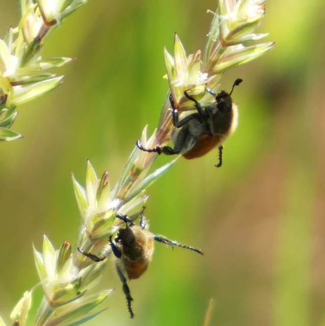 Chaetopteroplia segetum - rozsszipoly