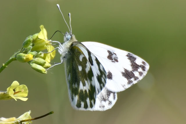 Pontia edusa - rezedalepke