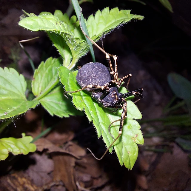 Opiliones - Kaszáspókok