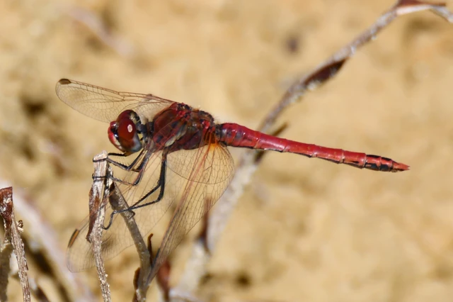 Sympetrum fonscolombii - vándor katona-szitakötő