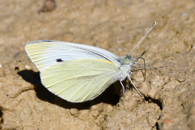 Pieris rapae - répalepke
