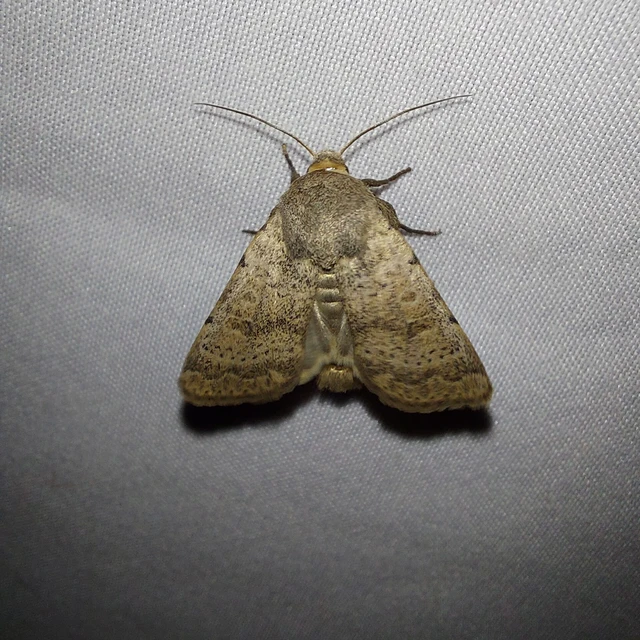Hoplodrina respersa - bogáncs-selymesbagoly