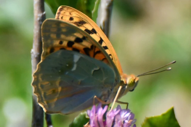 Argynnis pandora - zöldes gyöngyházlepke