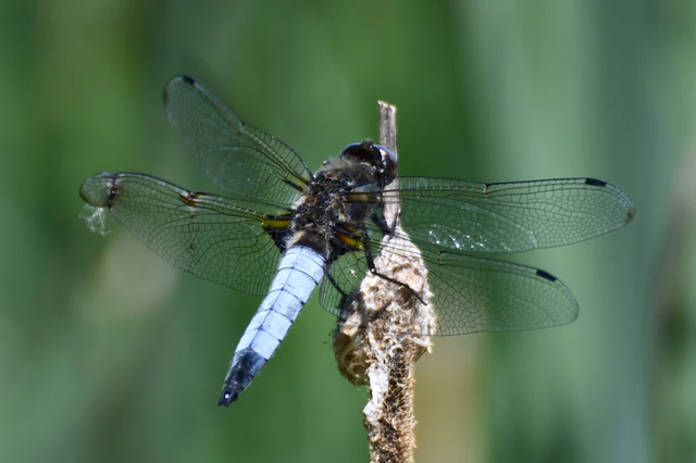 Libellula fulva - kisfoltos laposacsa