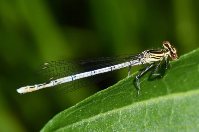Platycnemis pennipes - széleslábú szitakötő