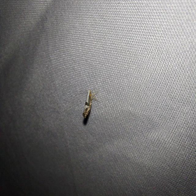 Argyresthia spinosella - kökényvirág-aranymoly