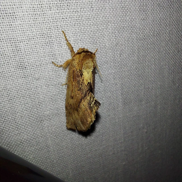 Ptilodon capucina - tevenyakú púposszövő