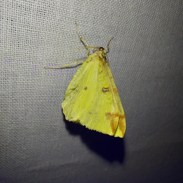 Opisthograptis luteolata - citromsárga araszoló