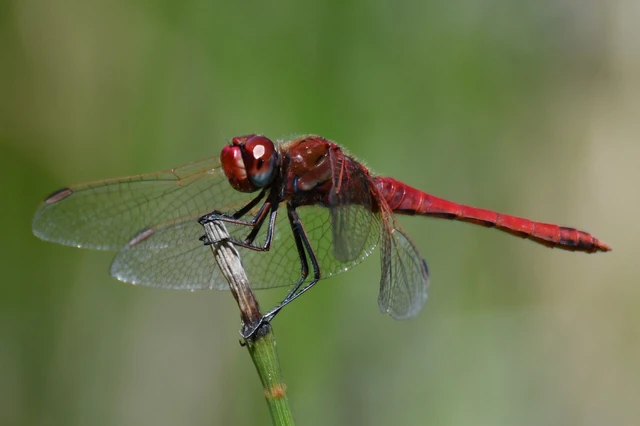 Sympetrum fonscolombii - vándor katona-szitakötő
