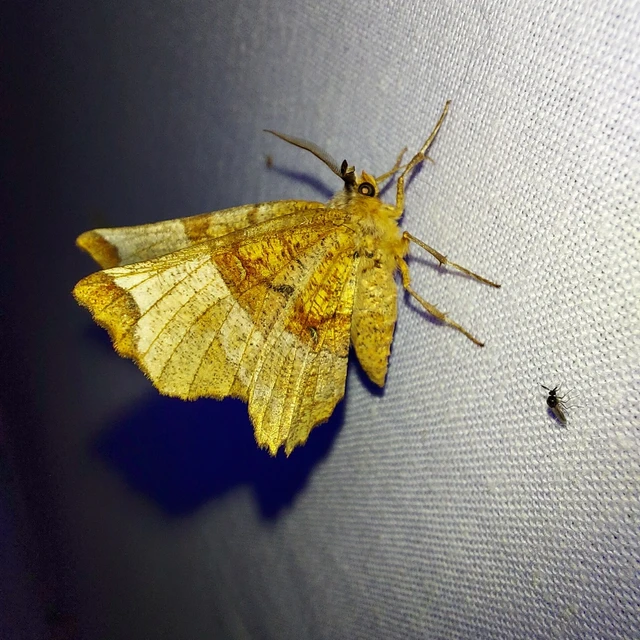 Selenia lunularia - egyfoltos holdasaraszoló