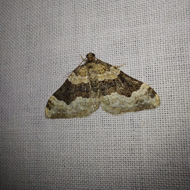 Epirrhoe galiata - sávos galajaraszoló