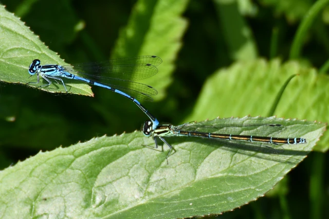 Coenagrion puella - azúrkék légivadász
