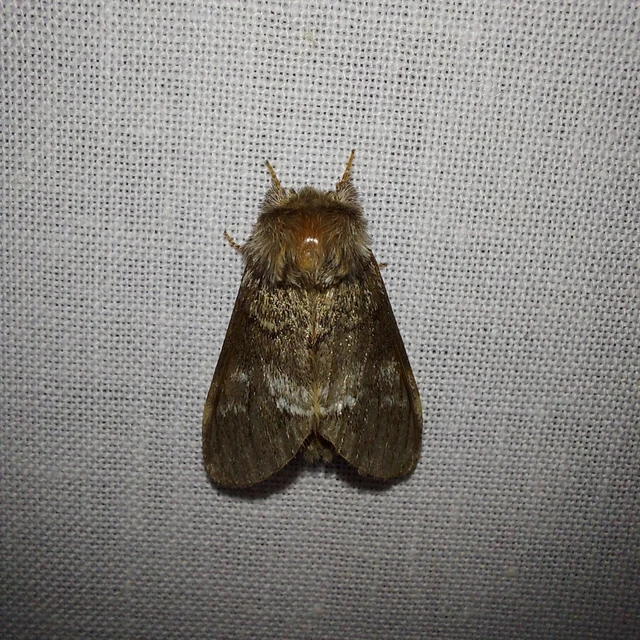 Drymonia dodonea - bélyeges púposszövő