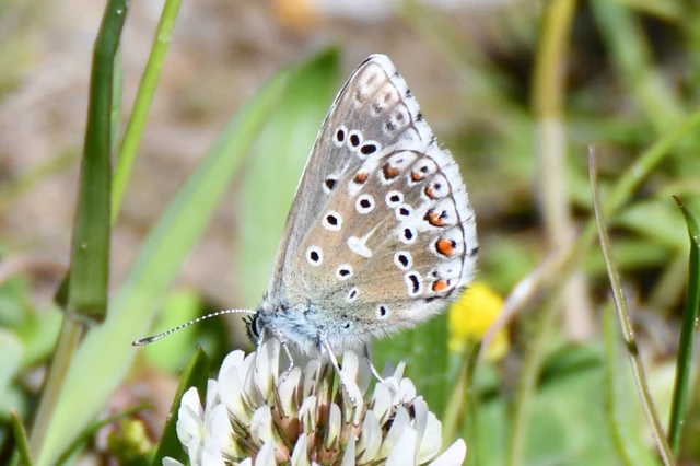 Polyommatus bellargus - égszínű boglárka