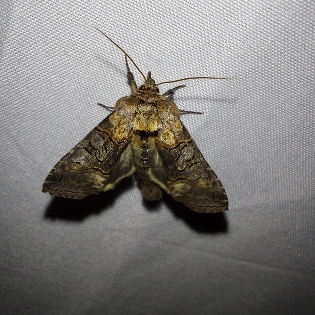 Abrostola asclepiadis - barnaövű csalánbagoly