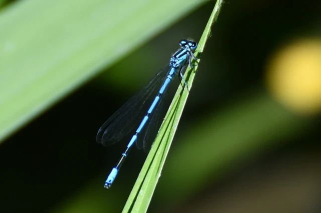Coenagrion puella - azúrkék légivadász