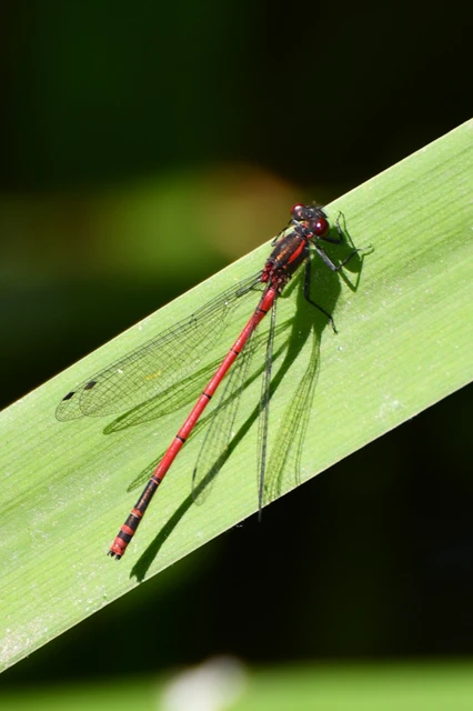 Pyrrhosoma nymphula interposita - vörös légivadász