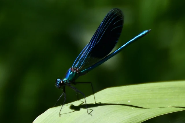 Calopteryx splendens - sávos szitakötő