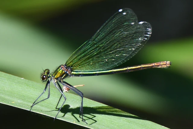 Calopteryx splendens - sávos szitakötő