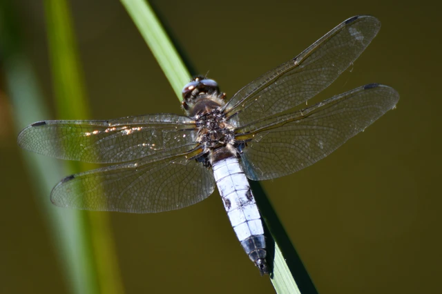 Libellula fulva - kisfoltos laposacsa