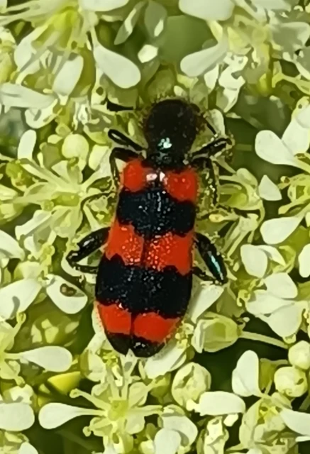 Trichodes apiarius - szalagos méhészbogár