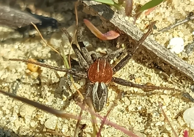 Thanatus arenarius