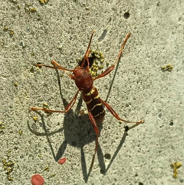 Neoclytus acuminatus - amerikai darázscincér