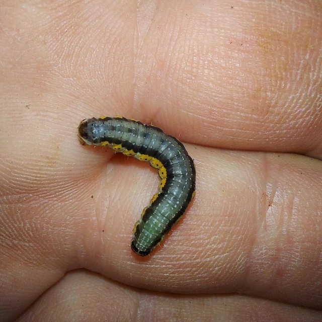 Hydria cervinalis - őzbarna araszoló