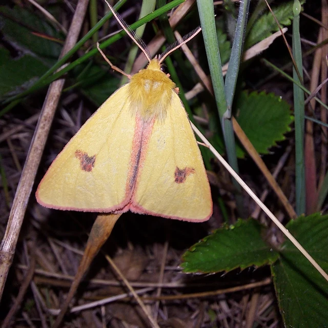 Diacrisia sannio - vörösszélű medvelepke