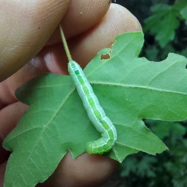 Ptilophora plumigera - tollas púposszövő