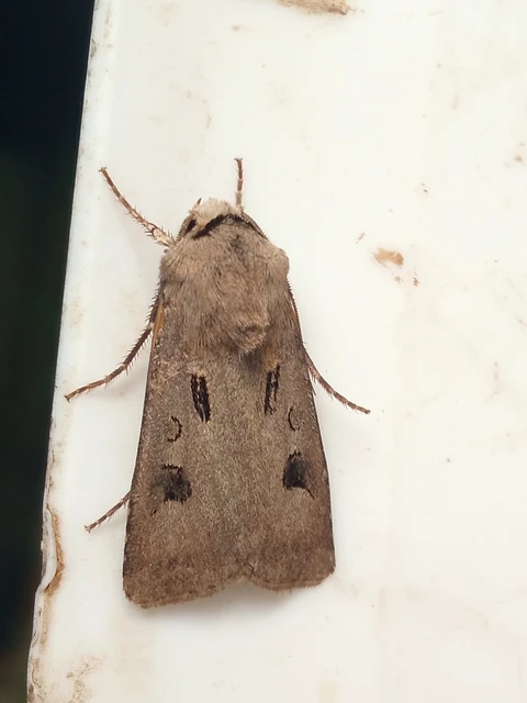 Agrotis exclamationis - felkiáltójeles földibagoly