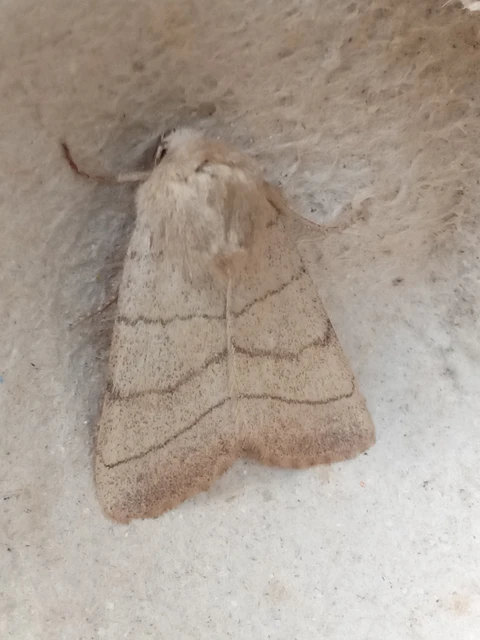 Charanyca trigrammica - háromsávos lombbagoly