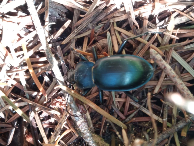 Carabus glabratus - domború futrinka Carabus glabratus - domború futrinka
