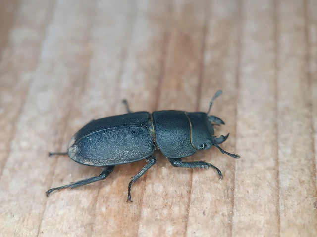 Dorcus parallelipipedus - kis szarvasbogár