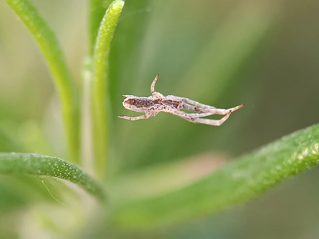 Uloborus walckenaerius - derespók