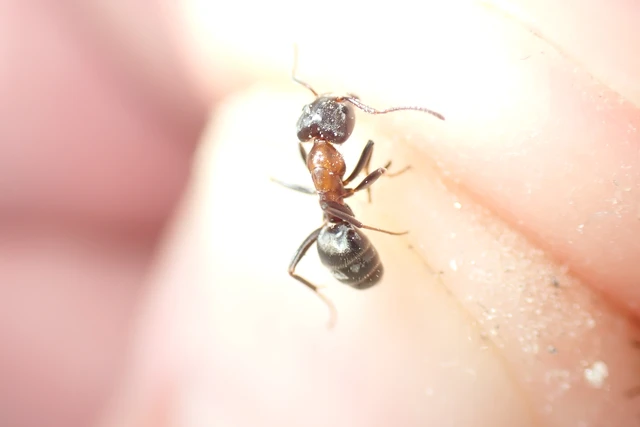 Liometopum microcephalum - tölgyfahangya